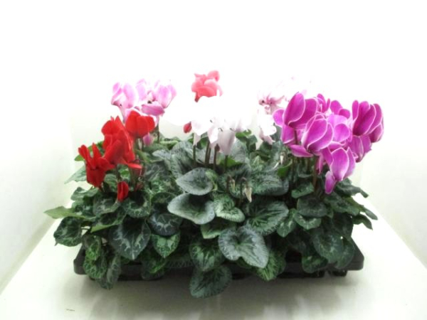 Cyclamen pers. Mix glatt