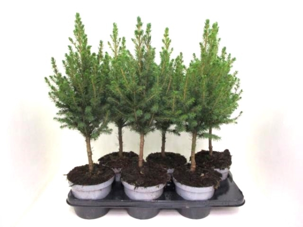 Picea glauca Stämmchen