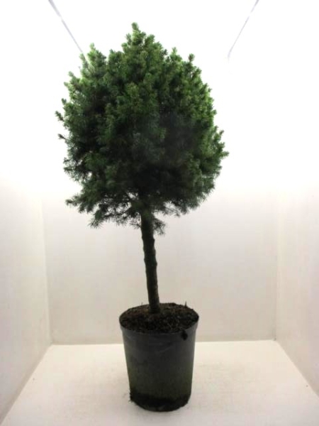 Picea glauca Stamm