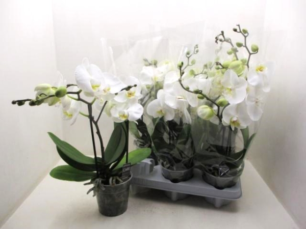 Phalaenopsis 2 Rispen weiß "Big 50"