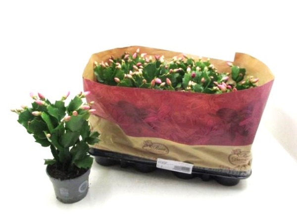 Schlumbergera  midi rosa