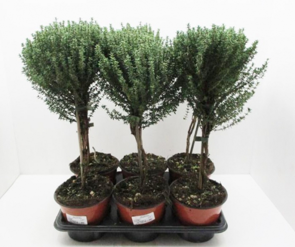 Thymian Stämmchen grün