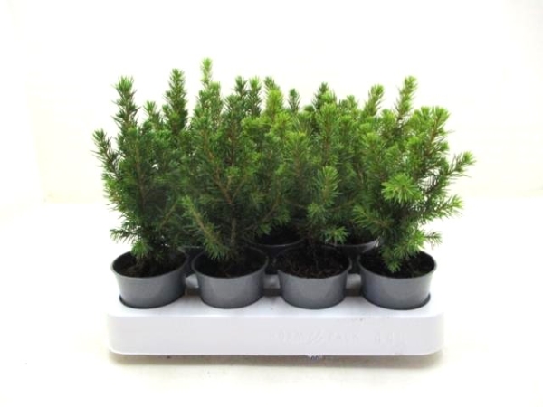 Mini Picea glauca "Perfecta"