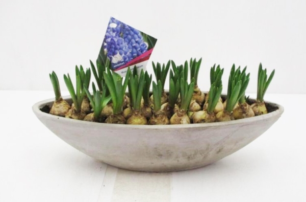 Muscari in Betonschiffchen