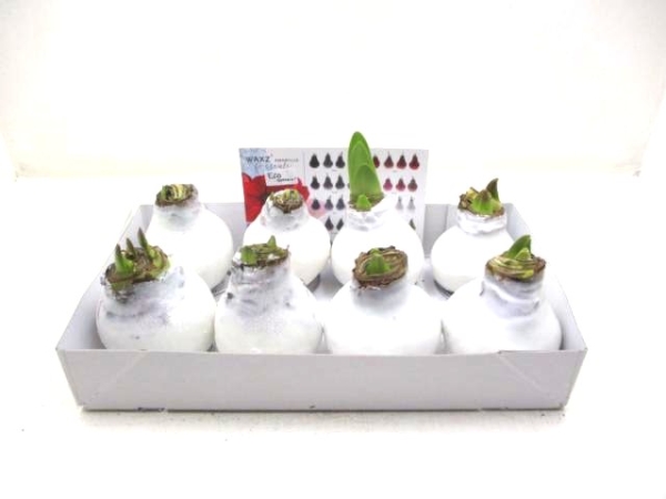 Waxz  Amaryllis Mix weiß