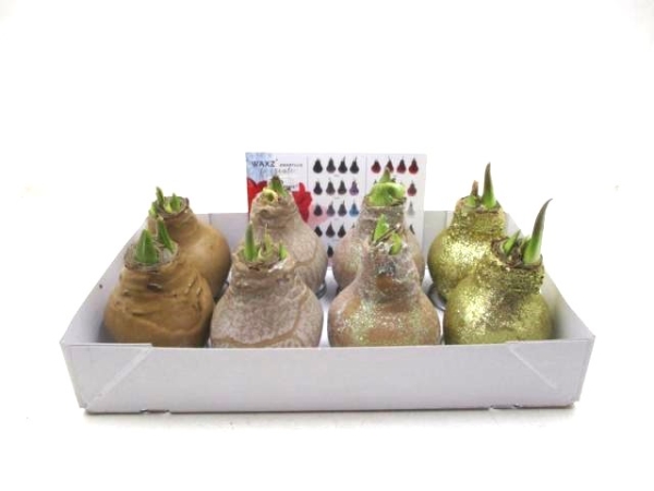 Waxz  Amaryllis Mix gold