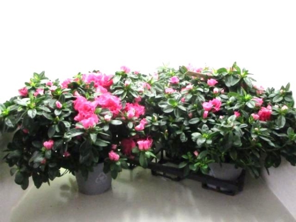 Azaleen Busch "Lea" pink