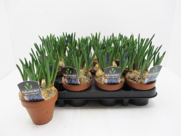 Muscari blau in Tontopf