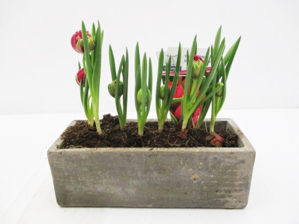Wildtulpe in Betonkasten