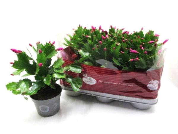 Schlumbergera rot