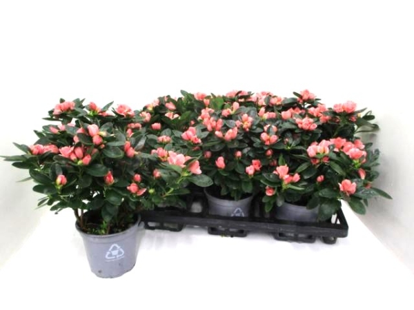 Azaleen "Aiko" lachs