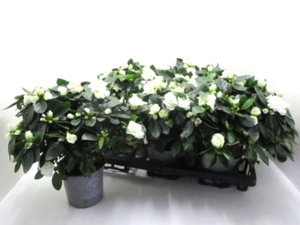 Azaleen "Aiko" weiß