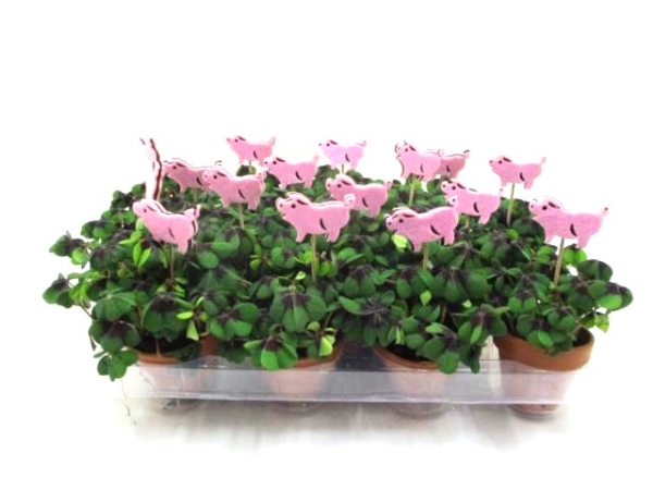 Klee in Tontopf + Filzstecker