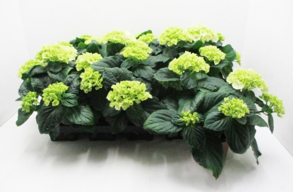 Hydrangea mac. midi weiß