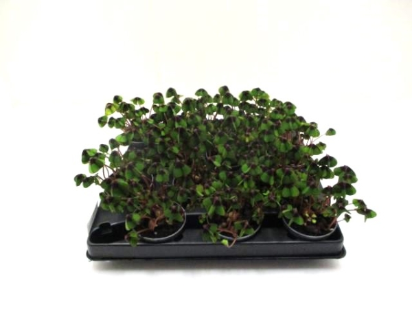 Klee ungeschmückt 6 cm