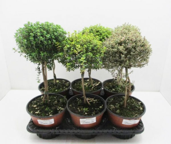 Thymian Stämmchen Mix