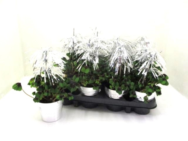 Klee in Sektkühler + Fontäne