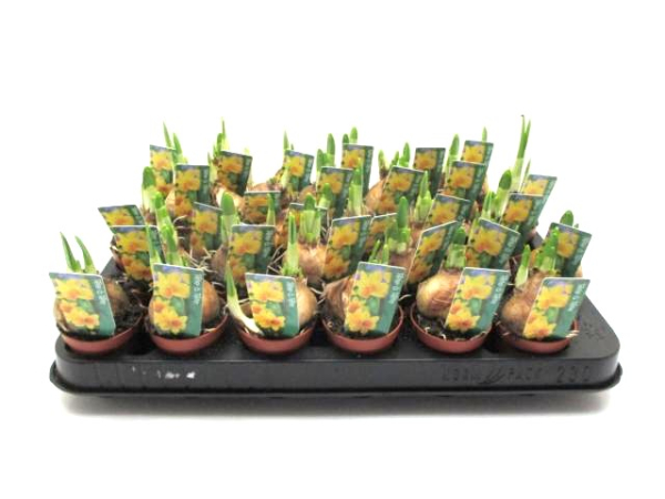 Mini Narcissus "Tete a Tete"