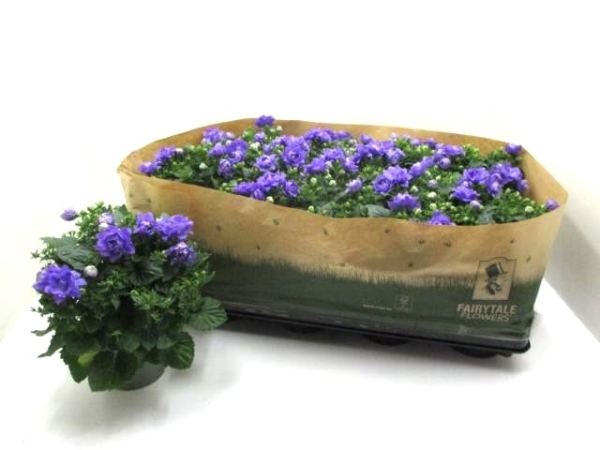 Campanula "Like Mee" blau