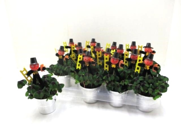 Klee in Sektkübel + Feger