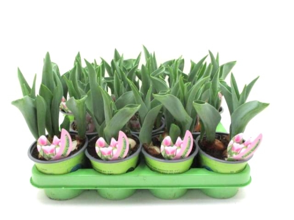 Tulpe  rosa "Gabriella"