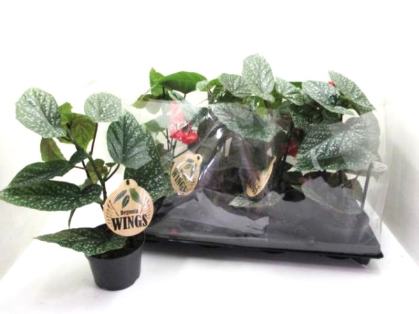 Begonia "Silver Wings"