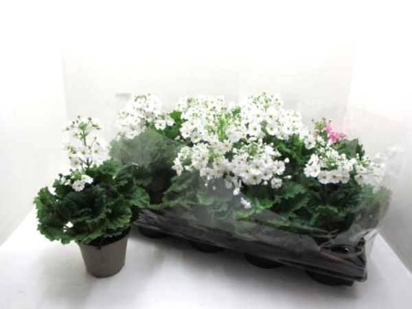 Primula malacoides weiß