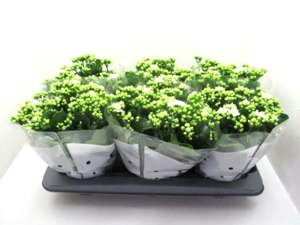 Kalanchoe T13 weiß gefüllt