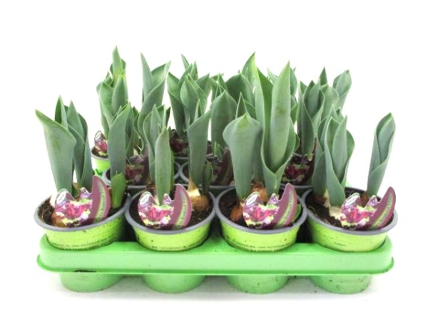 Tulpe  bourdeaux "Papagei"