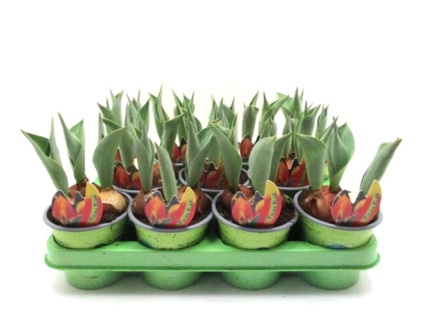 Tulpe  gelb-orange "Flair"