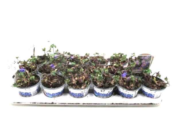 Anemone blanda 'Blue Shades'