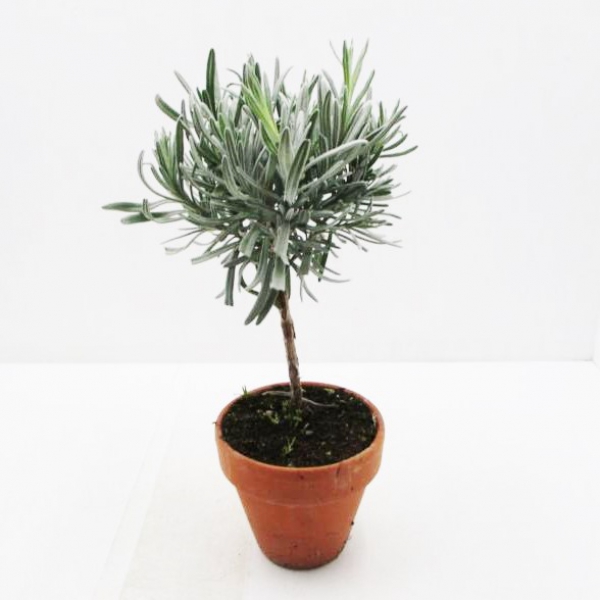 Lavandula ang. Stämmchen Tontopf