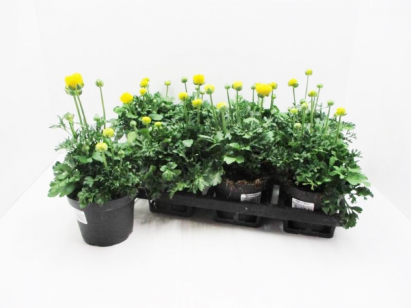 Ranunculus gelb