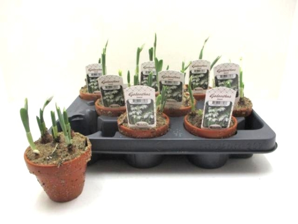 Galanthus in Tontopf