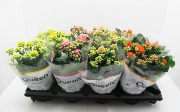 Kalanchoe gefüllt Mix