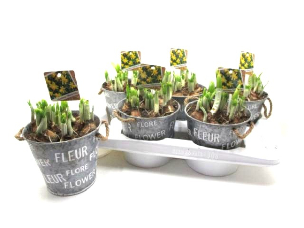 Narzissen in Blechtopf "Fleur"