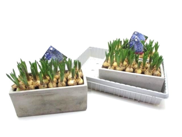 Muscari in Betonkasten