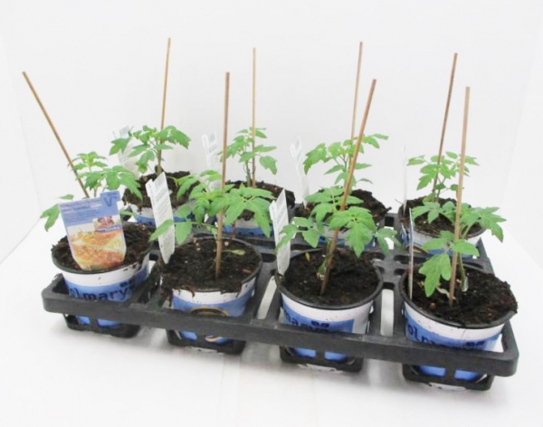 Tomate veredelt "Solena Sweet Yellow"