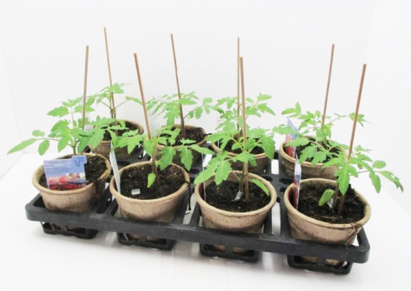 Tomate veredelt "Picolino"/"Manolo Red"