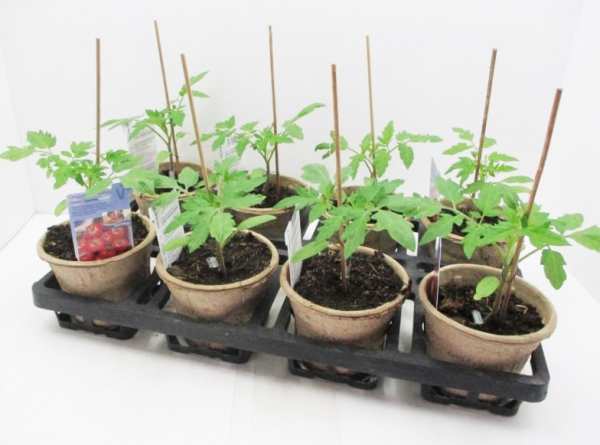 Tomate veredelt "Sportivo"/"Campos"