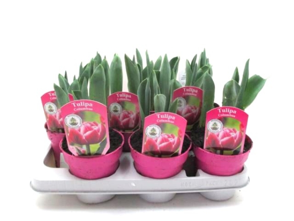 Tulpe pinkweiß "Columbus"