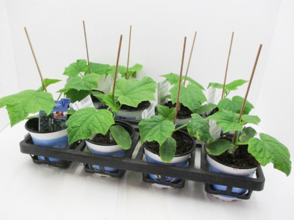 Gurke veredelt "Dominica"/"Cyrano"