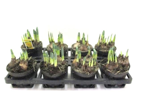 Narcissus großblumig