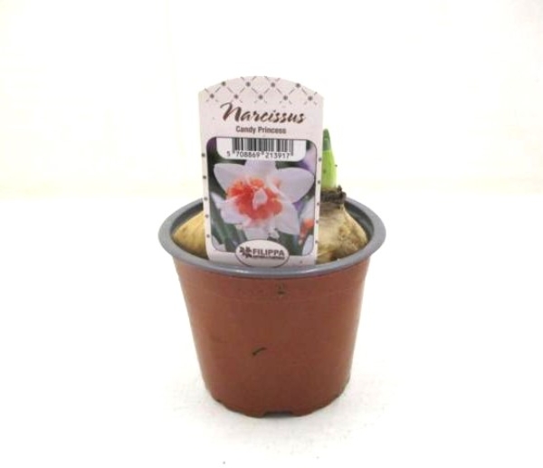 Narcissus  "Candy Princess"