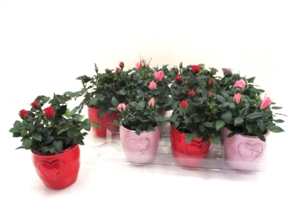 Mini Rose in Übertopf