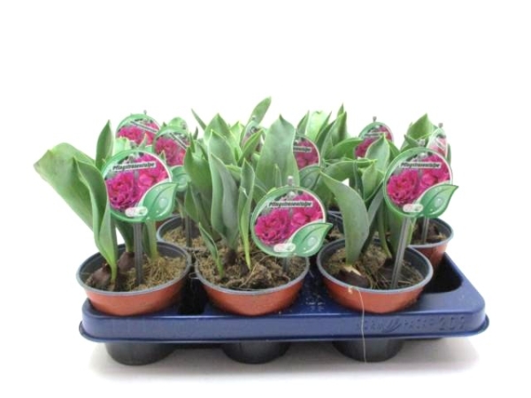 Tulpe "Pfingstrose" lila