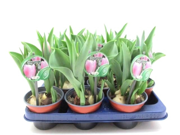 Tulpe "Triumph" hellrosa