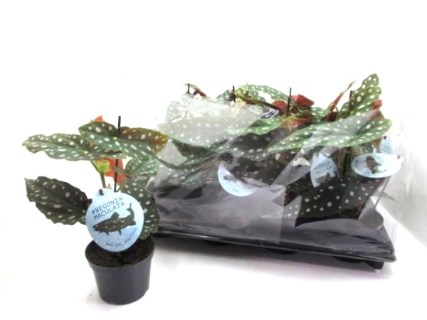 Begonia maculata "Forellenbegonie"