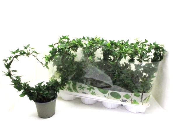 Hedera helix Herz