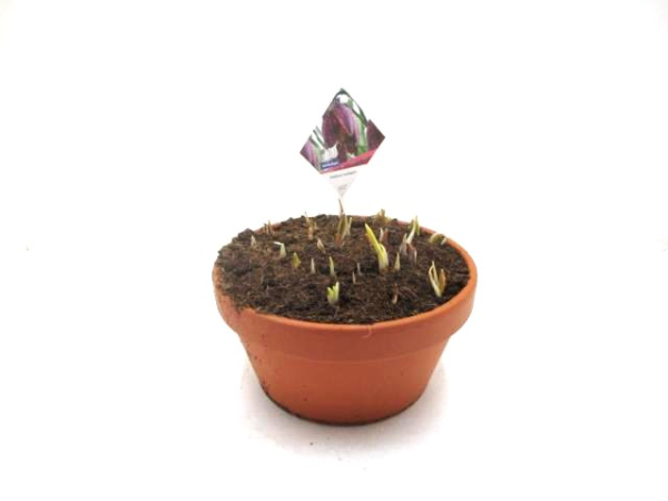 Fritillaria Tonschale